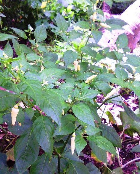Look closely - wild yet tamed chili 